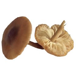 Maxi Fresh пресни гъби челядинка (250 г)