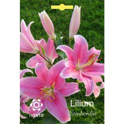 Ивесто Градински луковици Лилиум, Oriental Lombardia, 7074 (1 бр.)