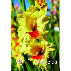 Ивесто Градински луковици Гладиола, Gladiolus Jester, 7018 (3 бр.)