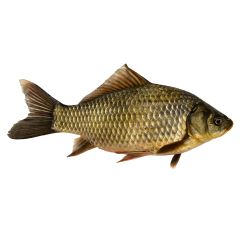 Шаран филе охладено, на килограм (1 кг)