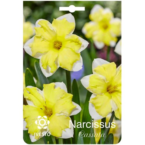Ивесто луковици нарцис касата, 3139 (1 бр.)