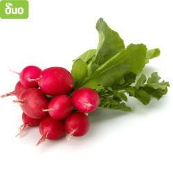 Моравско село био репички връзка (1 бр.)