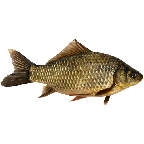 Шаран, нечистен, на килограм (1 кг)