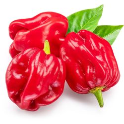 Хабанеро червено (100 г)