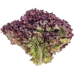 Салата Lolo Rosso (1 бр.)