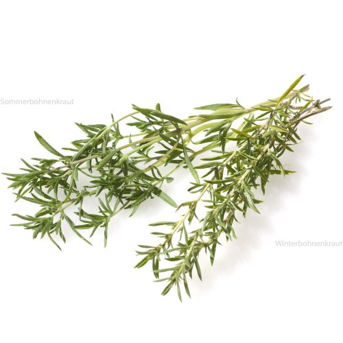 Чубрица (25 г)