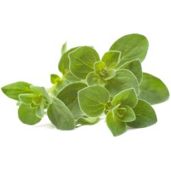 Пресен риган, опаковка (25 г)