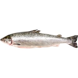 Сьомга цяла чистена, охладена, с глави, на килограм (1 кг)