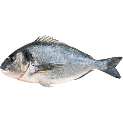 Ципура 4/6 охладена, на килограм (1 кг)