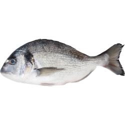 Ципура, нечистена, охладена, с глави, 1+ килограма, на килограм (1 кг)