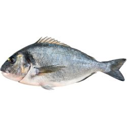 Ципура, чистена, охладена, с глави, на килограм (1 кг)