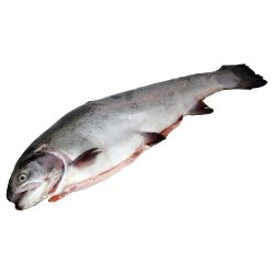 Сьомгова пъстърва чистена, охладена, с глави, на килограм (1 кг)