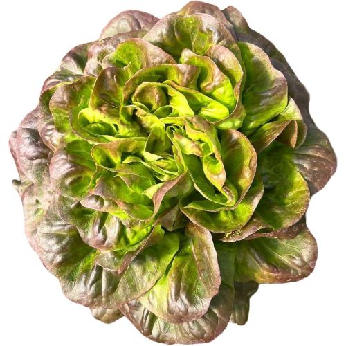 Червена саланова салата (1 бр.)