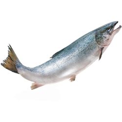 Сьомга цяла чистена, с глави, на килограм (1 кг)