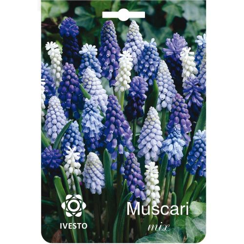 Ивесто луковици мускари микс, 3134 (1 бр.)