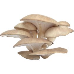 Гъби кладница (250 г)