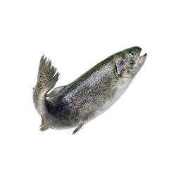 Сьомгова пъстърва чистена, охладена, с глави, на килограм (1 кг)